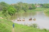 elephants-in-river